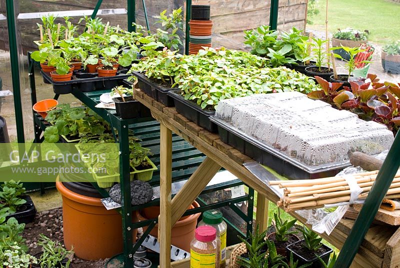 Inside a greenhouse in early spring with trays of young plants on shelving including Geranium, Begonia and Impatiens