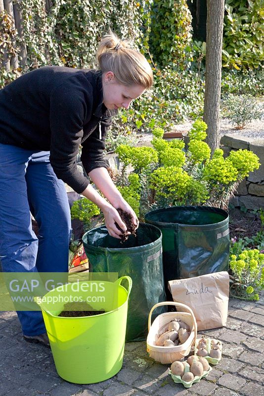 Woman planting potatoes, Solanum tuberosum 'Linda' in grow-bags