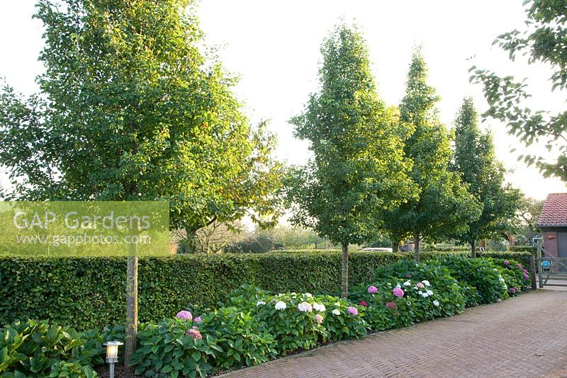 Row of Pyrus calleryana 'Chanticleer'. Tuin de Villa, Netherlands
