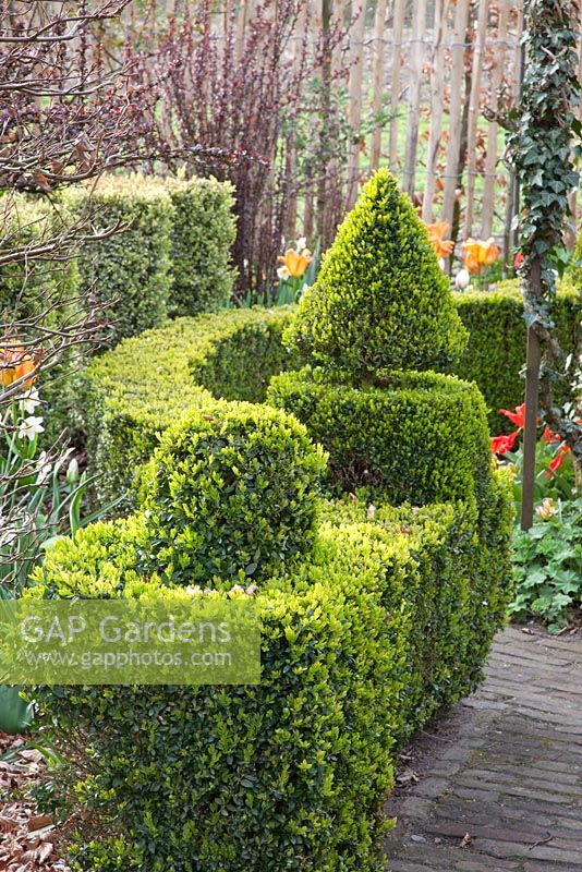 Topiary in garden shaped from Buxus sempervirens

