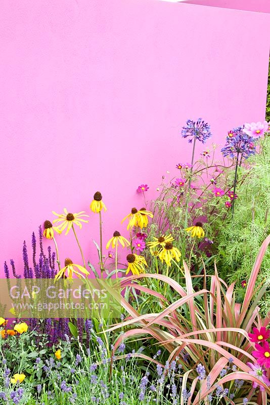 Beet with New Zealand flax, Phormium Jester against pink painted wall 