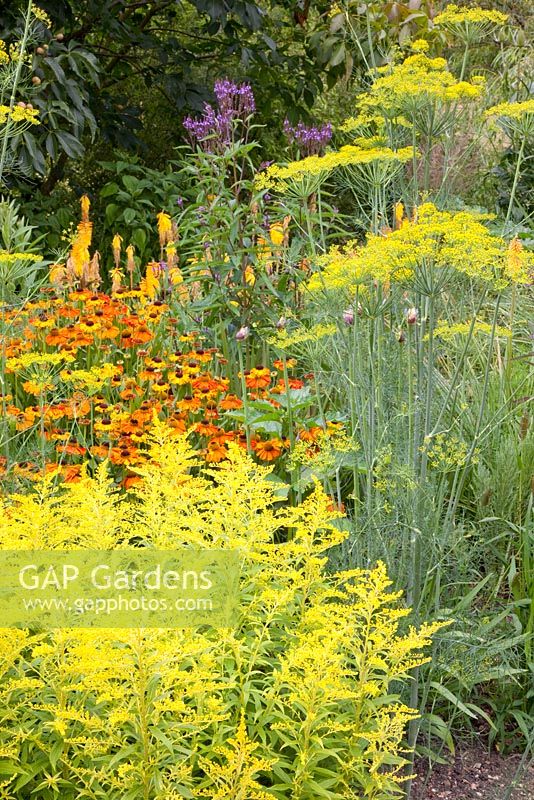Orange and yellow themed border including, Helenium, Solidaster 'Lemore' and Anethum graveolens
 
