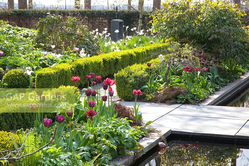 Modern garden in Spring with planting of Tulipa 'Ronaldo'