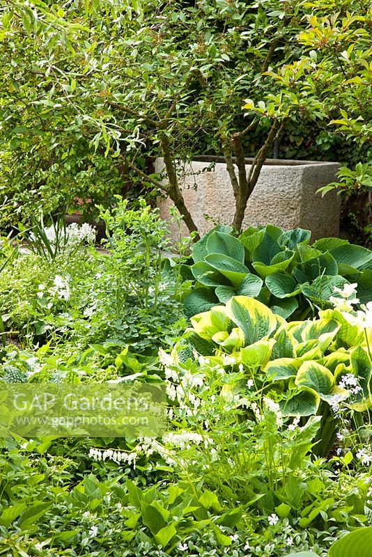 Hosta and other shade loving plants in with a granite stone water trough. Lamprocapnos spectabilis 'Alba', Hosta, Tulipa, Viburnum and Vinca minor 'Alba' - Hollberg Gardens 