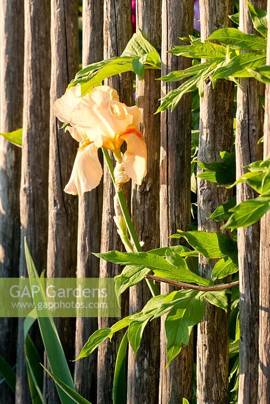 Iris growing through a wooden fence 
