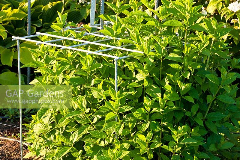Hydrangea paniculata 'Limelight' supported by metal grid 