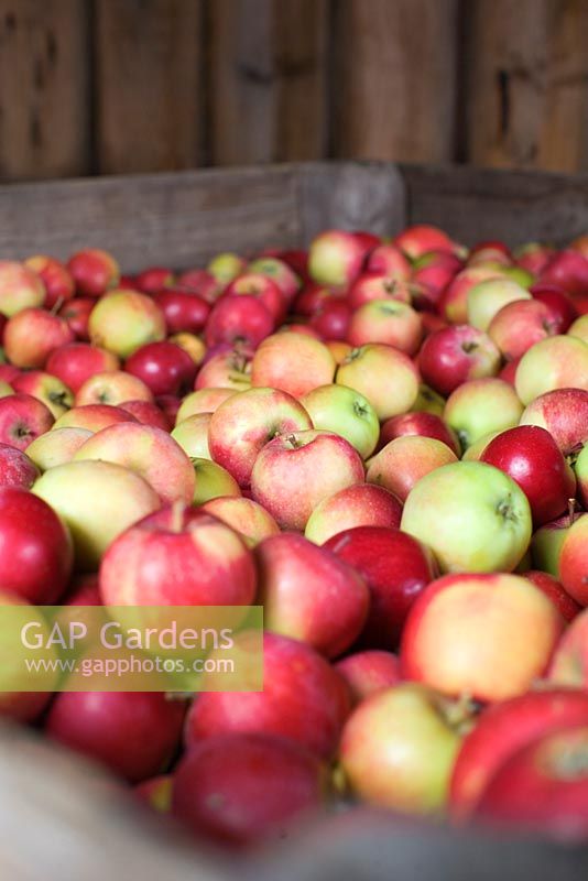 Apples in wooden crates ready for pressing 