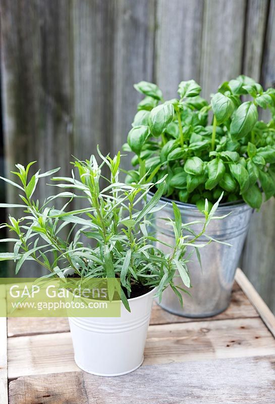 Artemisia dracunculus - French tarragon with basil in the background