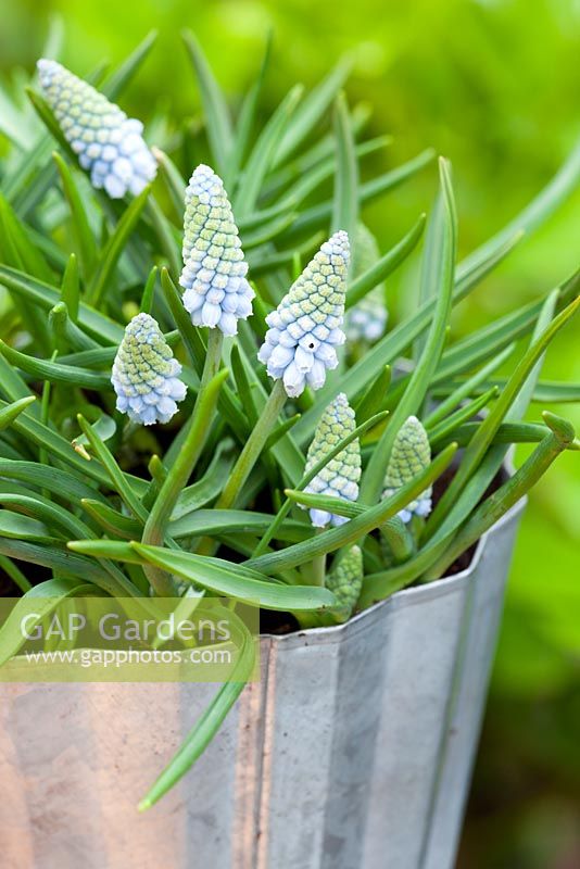 Muscari 'Valerie Finnis' in a metal container