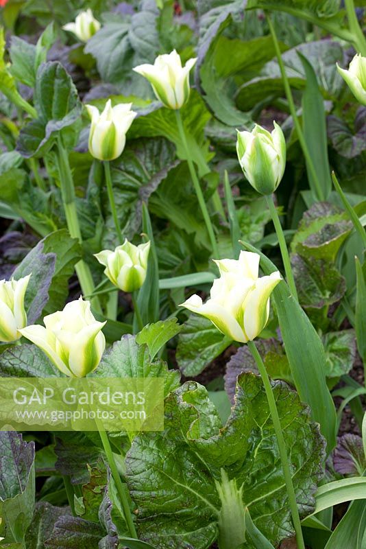Tulipa 'Spring Green' growing with Mustard 'Osaka Purple'