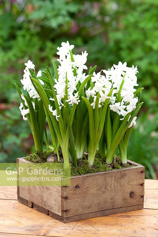 Hyacinthus 'L'innocence' in wooden box