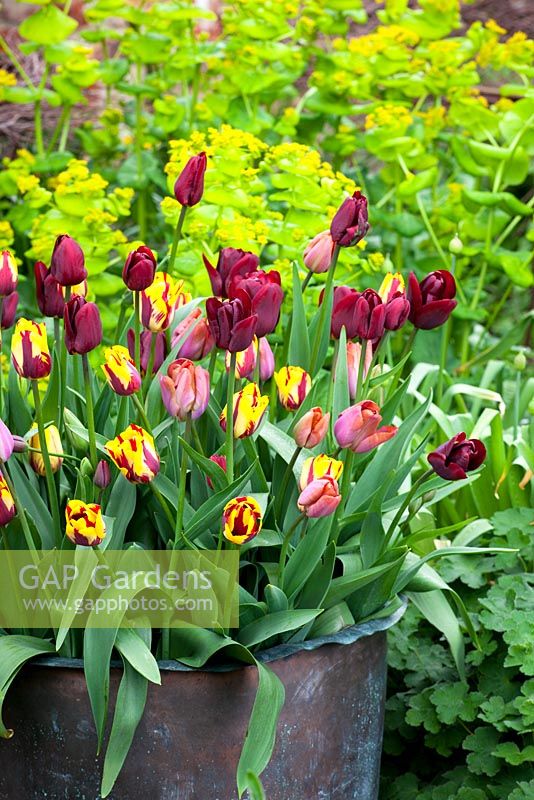 Tulipa 'Bruine Wimpel', Tulipa 'Helmar' and Tulipa 'Jan Reus' in a large container in the oast garden at Perch Hill