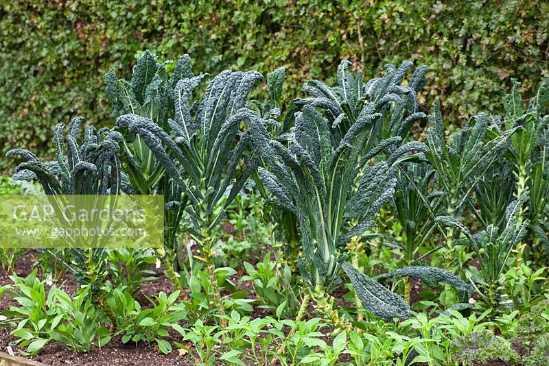 Kale 'Cavalo Nero' with companion planting of Alstroemeria 'Friendship'