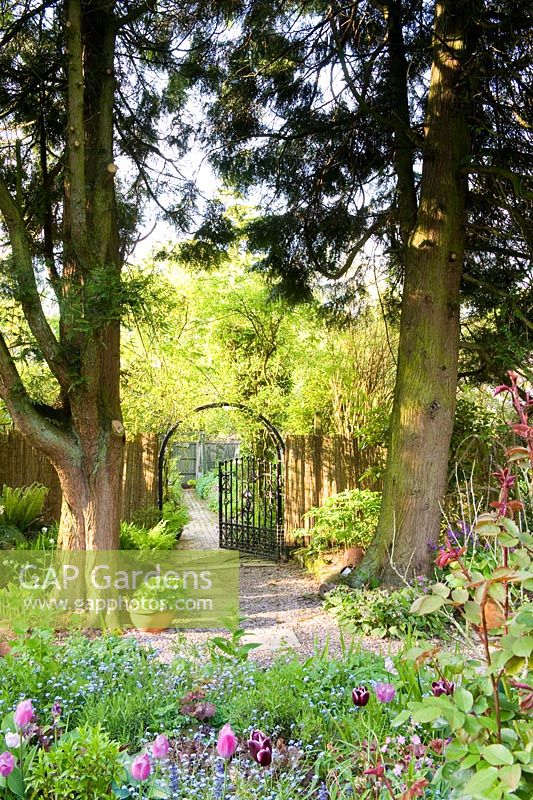 Looking back from the formal lawn through the gated arch beneath giant Thuya pllcata to the walled orchard garden - The Ridges, Chorley