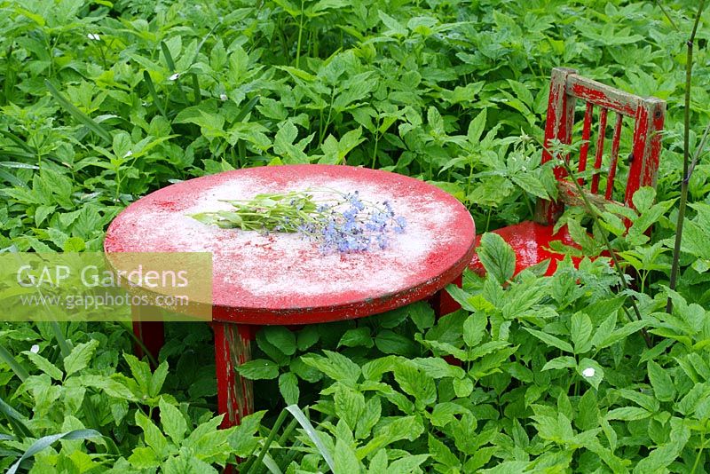 Child's chair and table amongst Aegopodium podagraria with bunch of forget me nots on table 