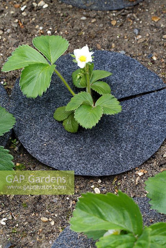 Fragaria - Strawberry collars also known as mulch mats, made from recycled carpet, protecting strawberries from slugs, keeping the fruit clean and conserving moisture 