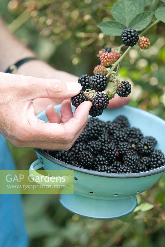 Rubus fruticosus 'Fantasia' - Person picking blackberries 