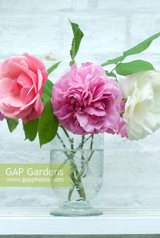 Rosa 'Pink Perpetue', 'Gertrude Jekyll' and 'Iceberg' in a glass vase