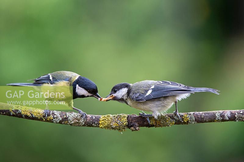 Parus major - Great tit feeding a juvenile great tit mealworms
