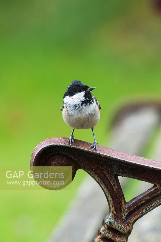 Periparus ater - Coal tit on a garden bench