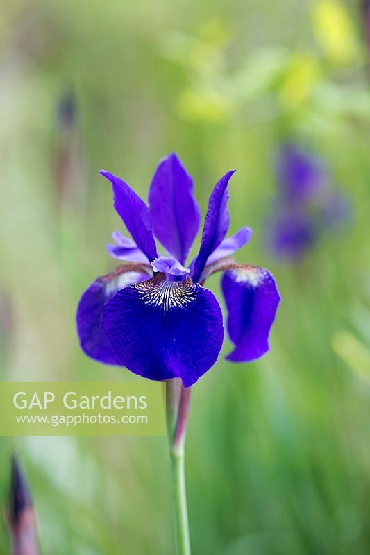 Iris sibirica 'Caesars Brother' - Siberian iris