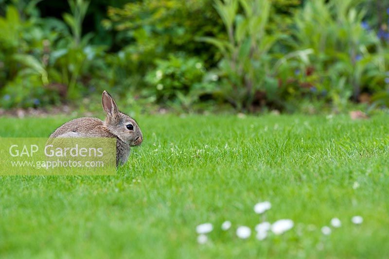 Oryctolagus cuniculus - Rabbit on a lawn