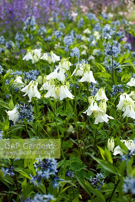 Aquilegia vulgaris 'Munstead White', Amsonia tabernaemontana var. salicifolia and Nepeta