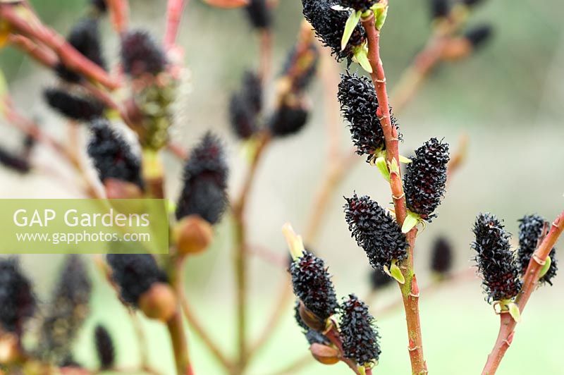 Salix gracilistyla 'Melanostachys' - Black pussy willow