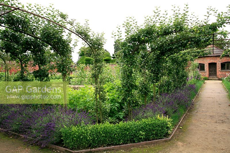Apple arches with box and lavender hedges in the walled kitchen garden at Tatton Park