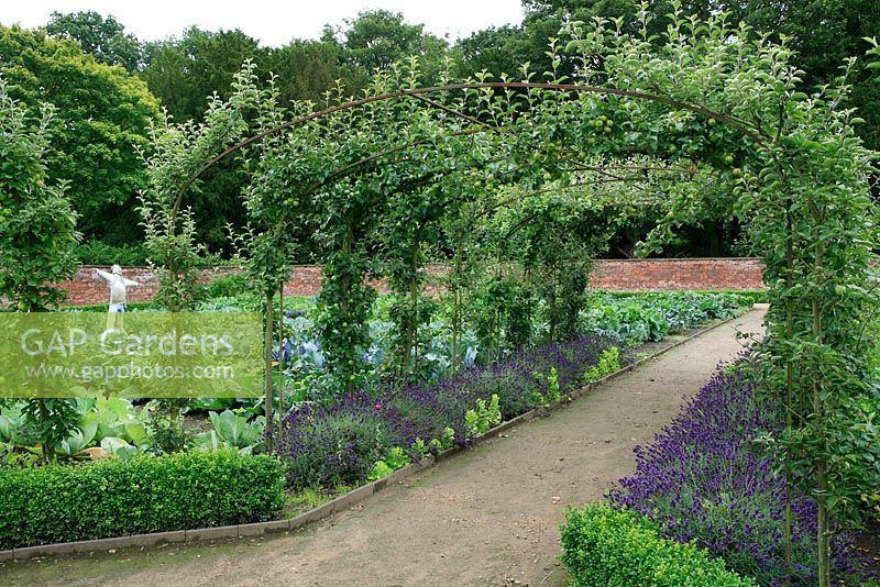 Apple arches underplanted with box and lavender and a scarecrow amongst cabbages and cauliflowers in the walled kitchen garden, Tatton Park