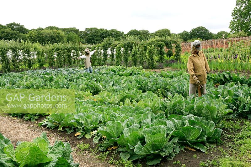 Scarecrows stand guard over cabbages and cauliflowers in the walled kitchen garden, Tatton Park