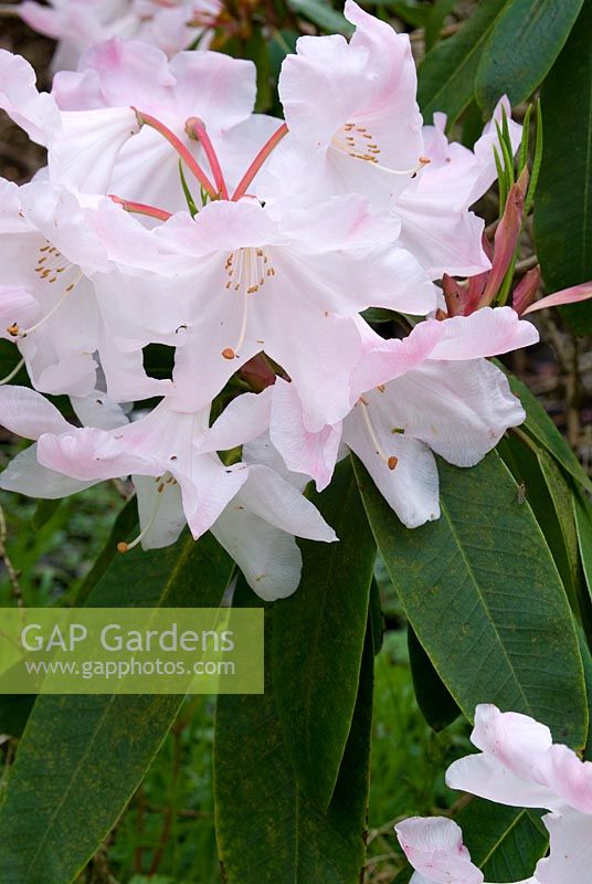 Rhododendron loderi 'King George' 