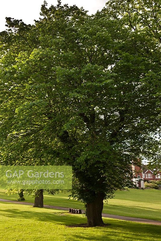 Ulmus glabra - Wych Elm in June, Queens Park, Brighton, East Sussex, UK
