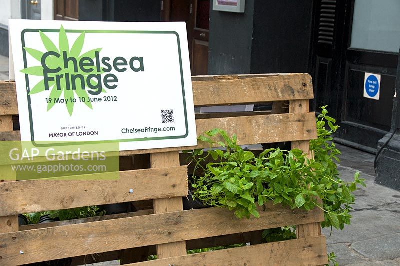 'Garden of Disorientation' - Pop-up mojito bar in a former slaughterhouse in Charterhouse Street, Smithfields, City of London where pots of Mints are displayed in pallets. The mint shown is Moroccan Spearmint - Chelsea Fringe Festival, London 2012