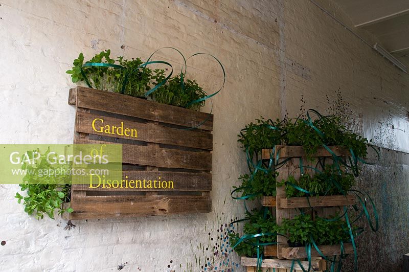 'Garden of Disorientation' - Pop-up mojito bar in a former slaughterhouse in Charterhouse Street, Smithfields, City of London where pots of Mints are displayed in pallets. The mint shown is Moroccan Spearmint - Chelsea Fringe Festival, London 2012
