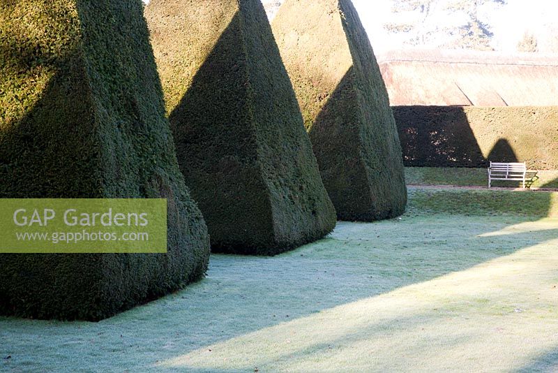 Giant topiary pyramids in The Great Court