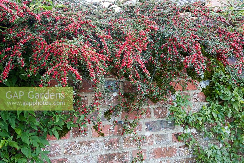 Cotoneaster on old wall in autumn. Coates Manor, Sussex