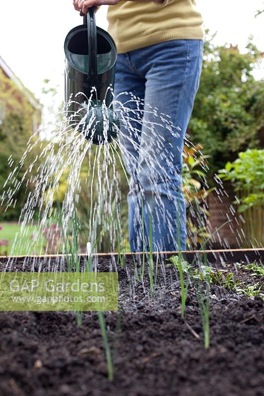 Step by step - Planting out Leeks 'Musselburgh' in raised bed, watering in