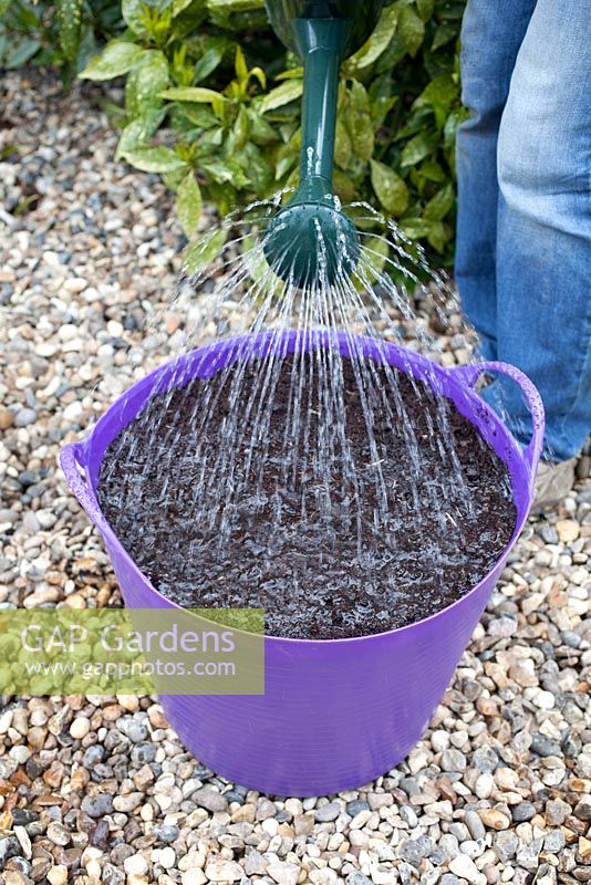Step by step - Planting Carrots 'Nantes Frubund' in container, watering in