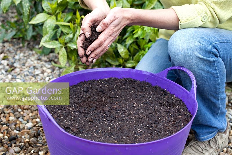 Step by step - Planting Carrots 'Nantes Frubund' in container