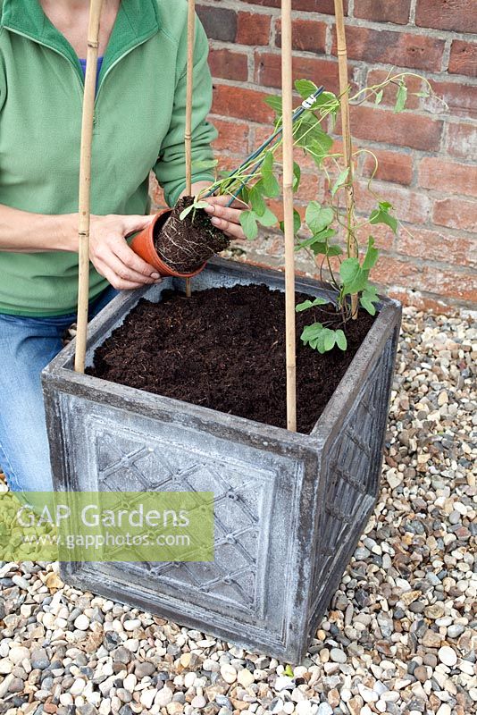Step-by-step planting container using Morning Glory 'Star of Yelta' and Petunia 'Shockwave Denim' 