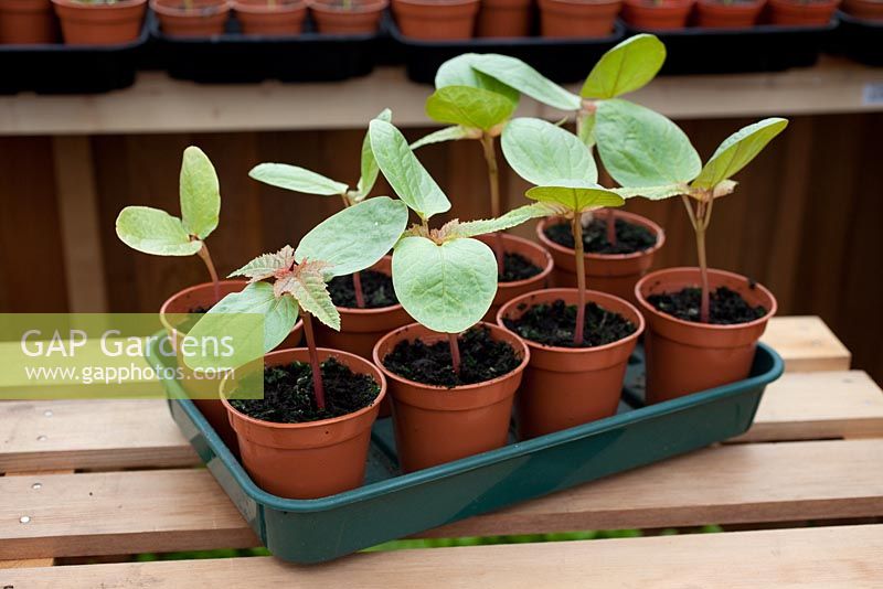 Step-by-step growing Ricinus Carmencita 'Bright Red' - Seedlings in greenhouse 