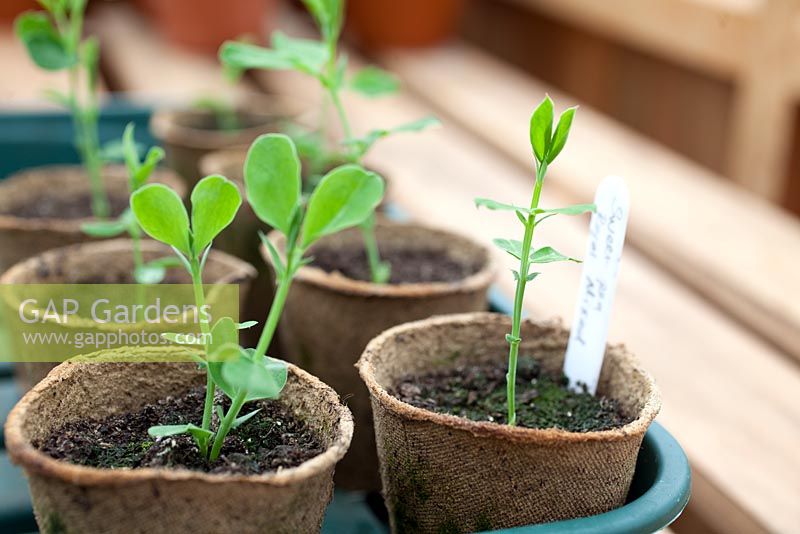 Step-by-step - Growing Sweet Peas 'Royal Mixed' in pots in biodegradable pots in greenhouse