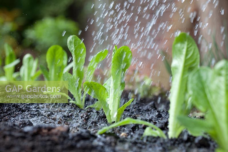 Step-by-step - planting plugs of Lettuces 'Little Gem' in raised vegetable bed