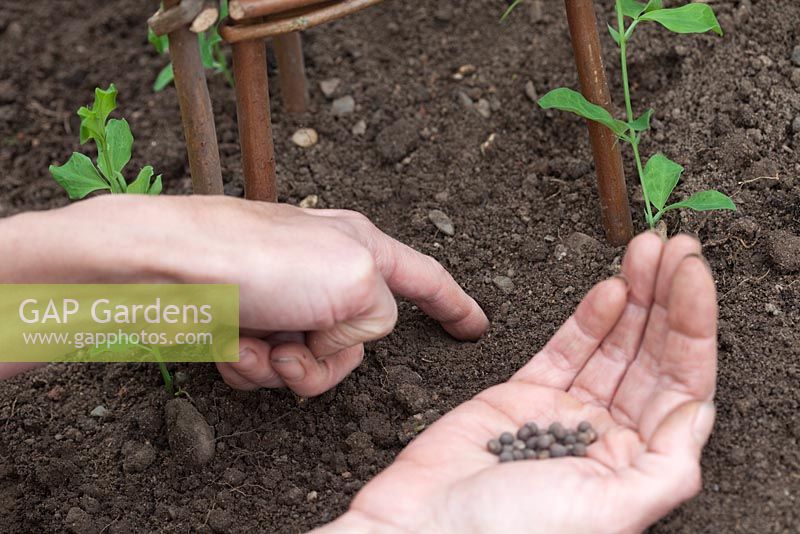 Step-by-step - Planting Sweet peas 'Royal Mixed' seedlings and seeds around wicker wigwam in raised vegetable bed