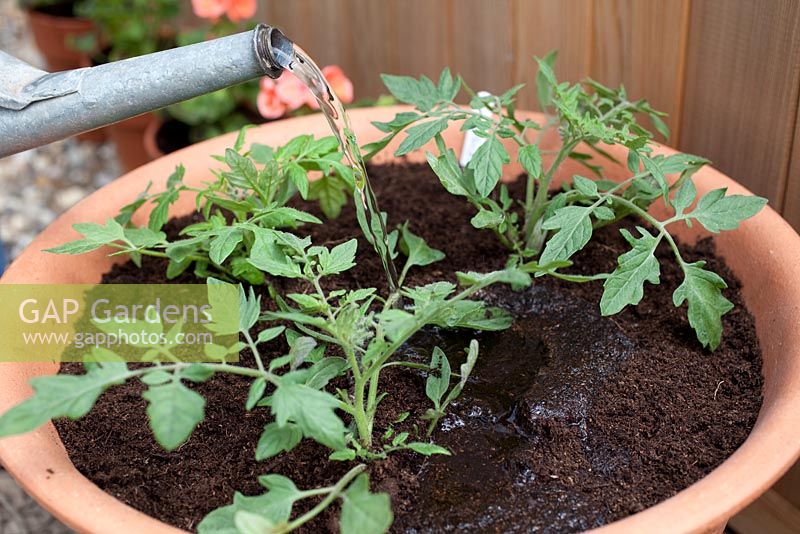 Step by step - repotting Tomato 'Tumbling Tom Red'  with bamboo plant support 