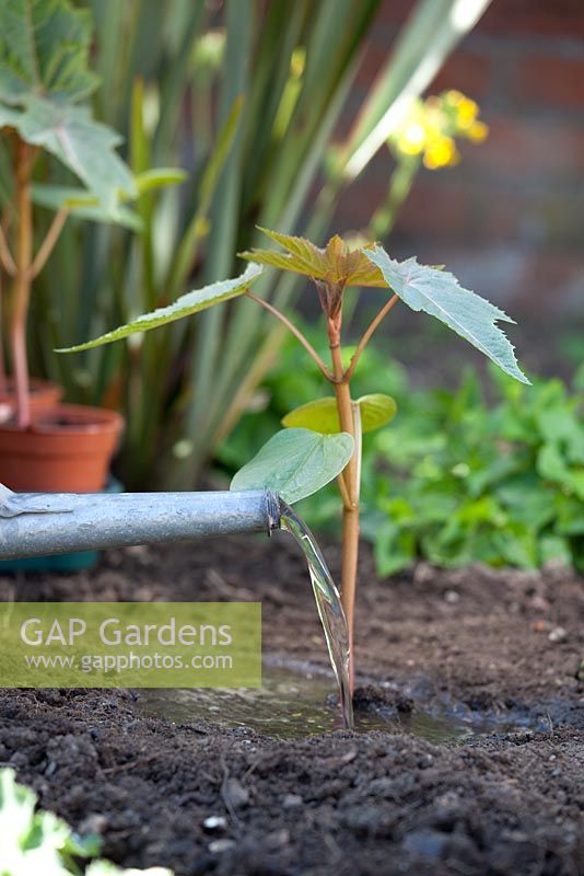 Step by step - Planting out Ricinus communis 'Carmencita' in border, watering in 