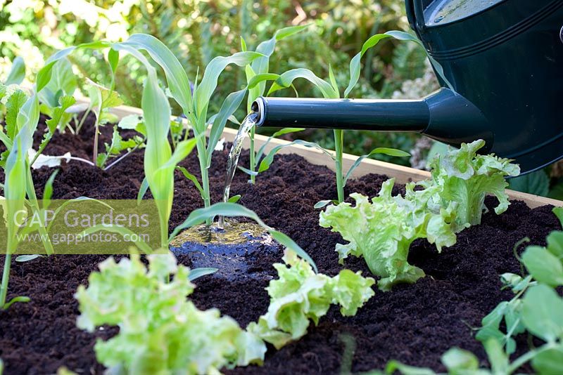 Step by step - Planting vegetables in raised wooden trug, watering in