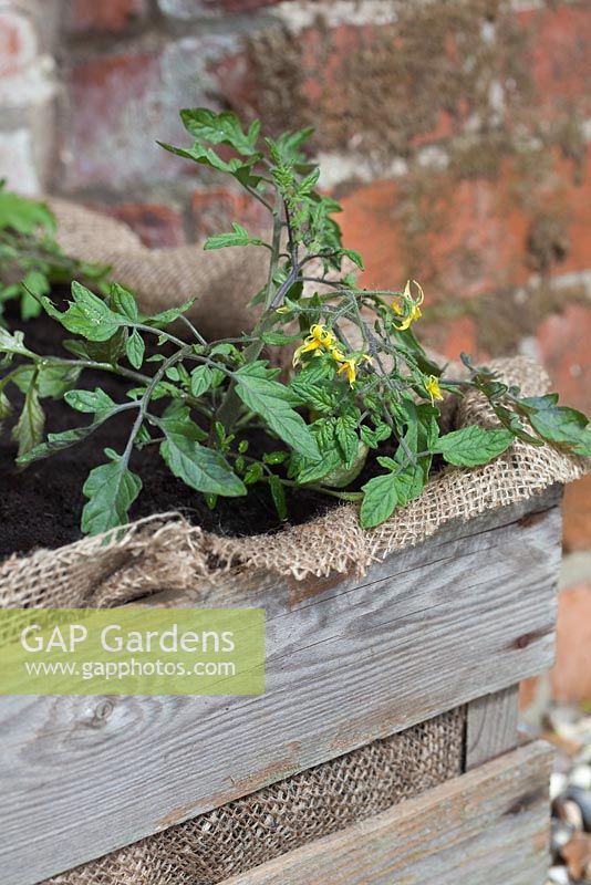 Step by step - Using a recycled wooden crate, hessian sack and liner to create a container to plant Tomatoes 'Sweet 'n' Neat' and 'Tumbling Tom Red'