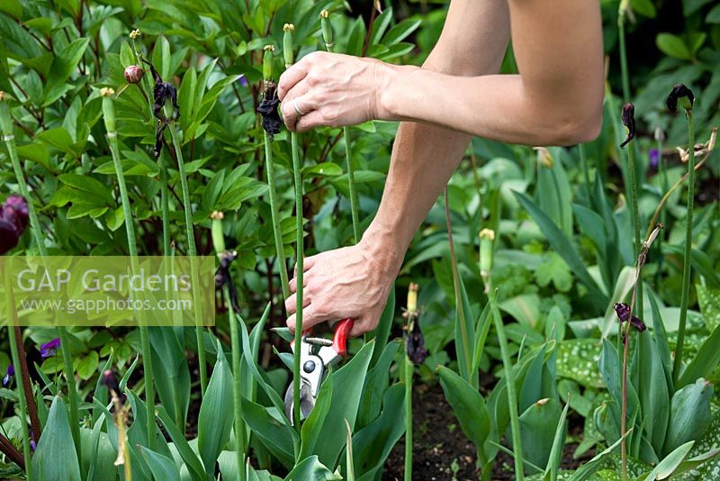 Step by step - Deadheading Tulipa 'Queen of Night' and 'Hermitage' 